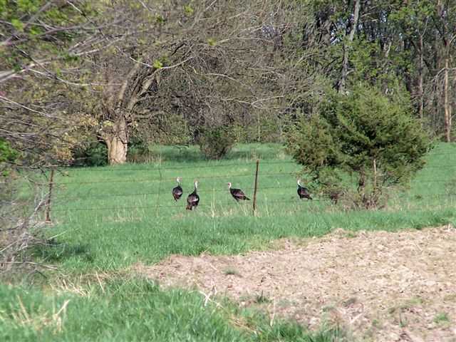 Turkey Season Is Fast Approaching!
